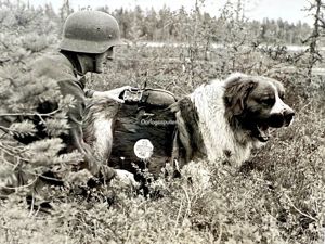 Original WWII German SS-Kriegsberichter photo Sanitätshund